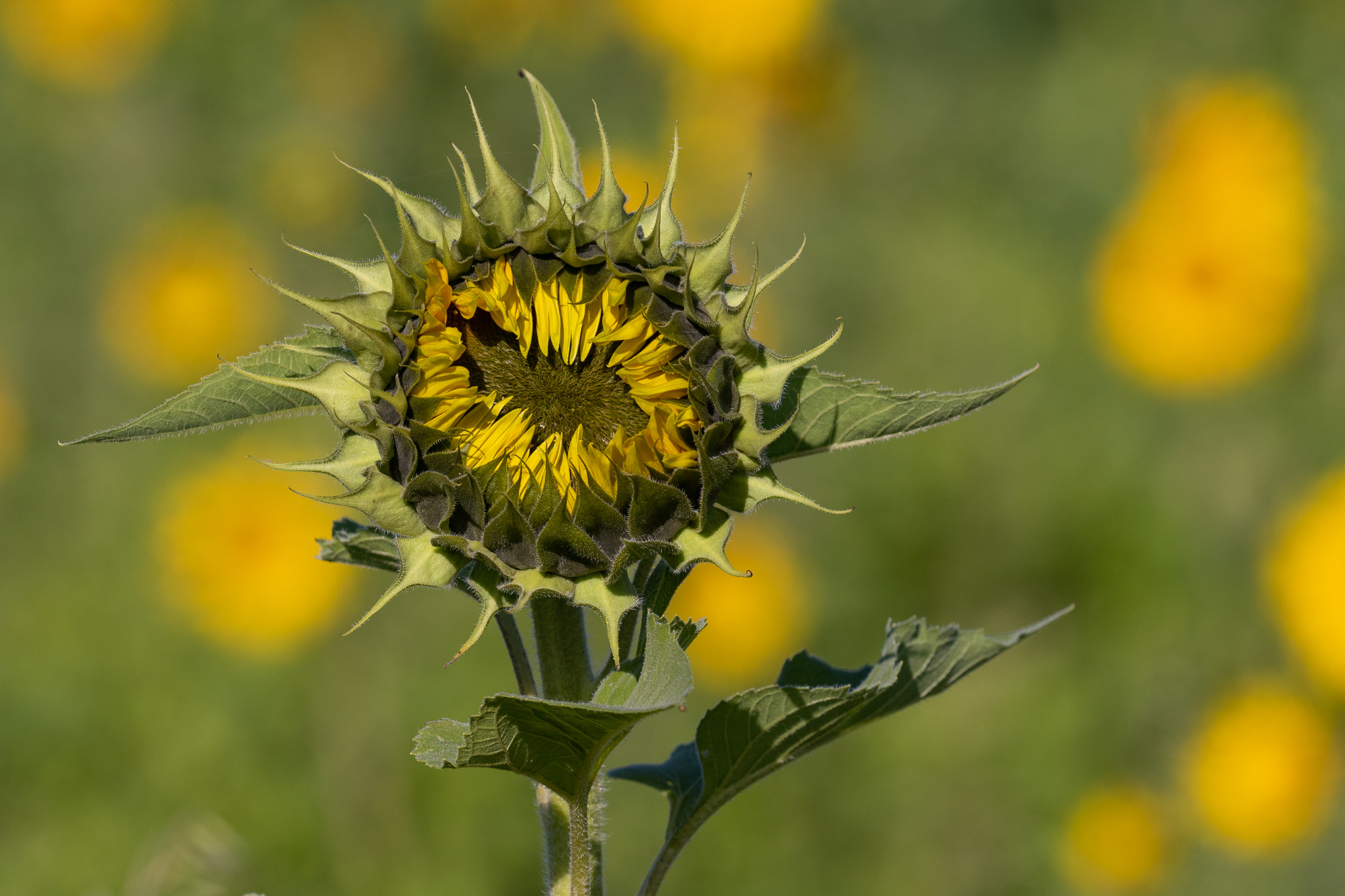 Słonecznik