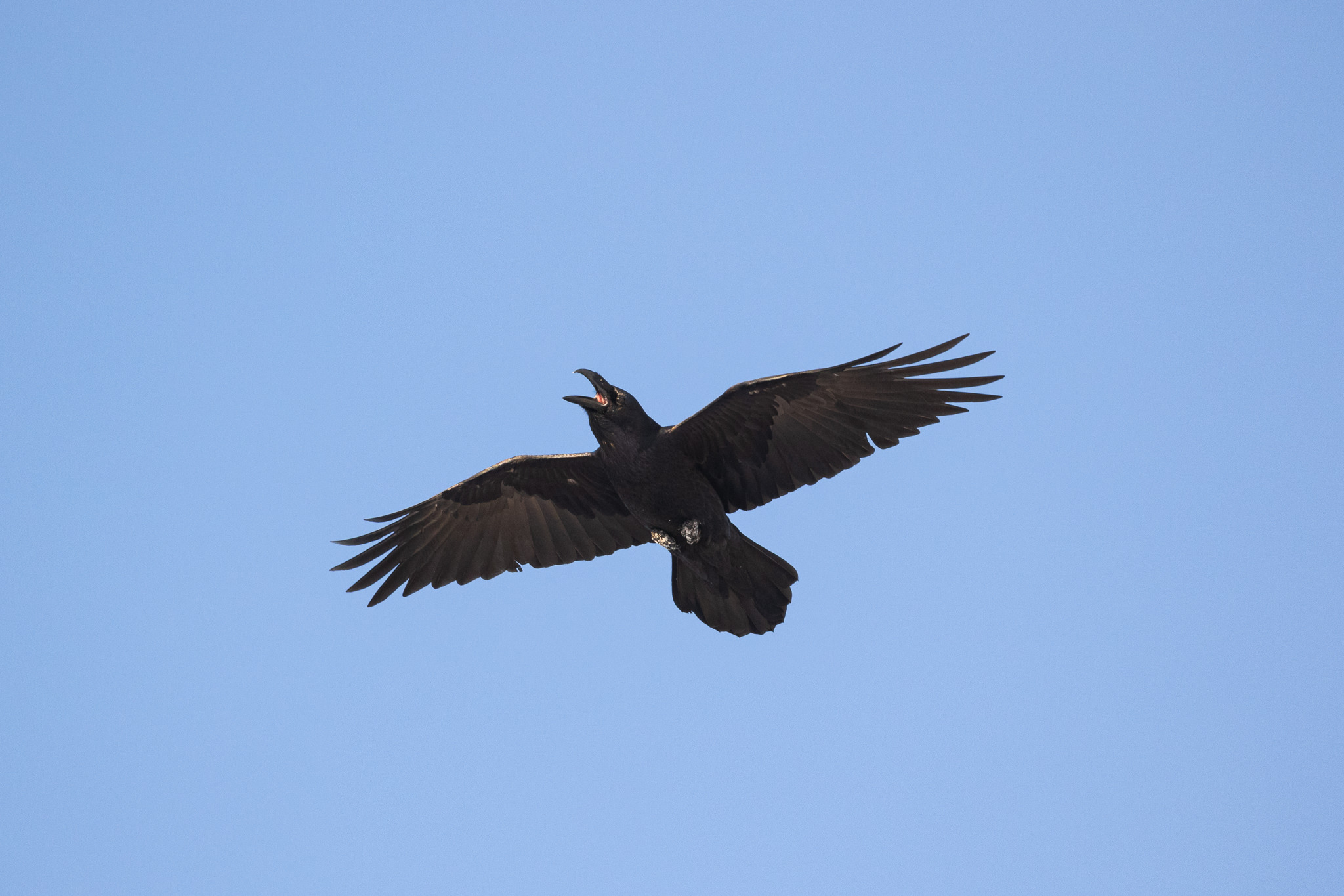 Kruk Corvus Corax