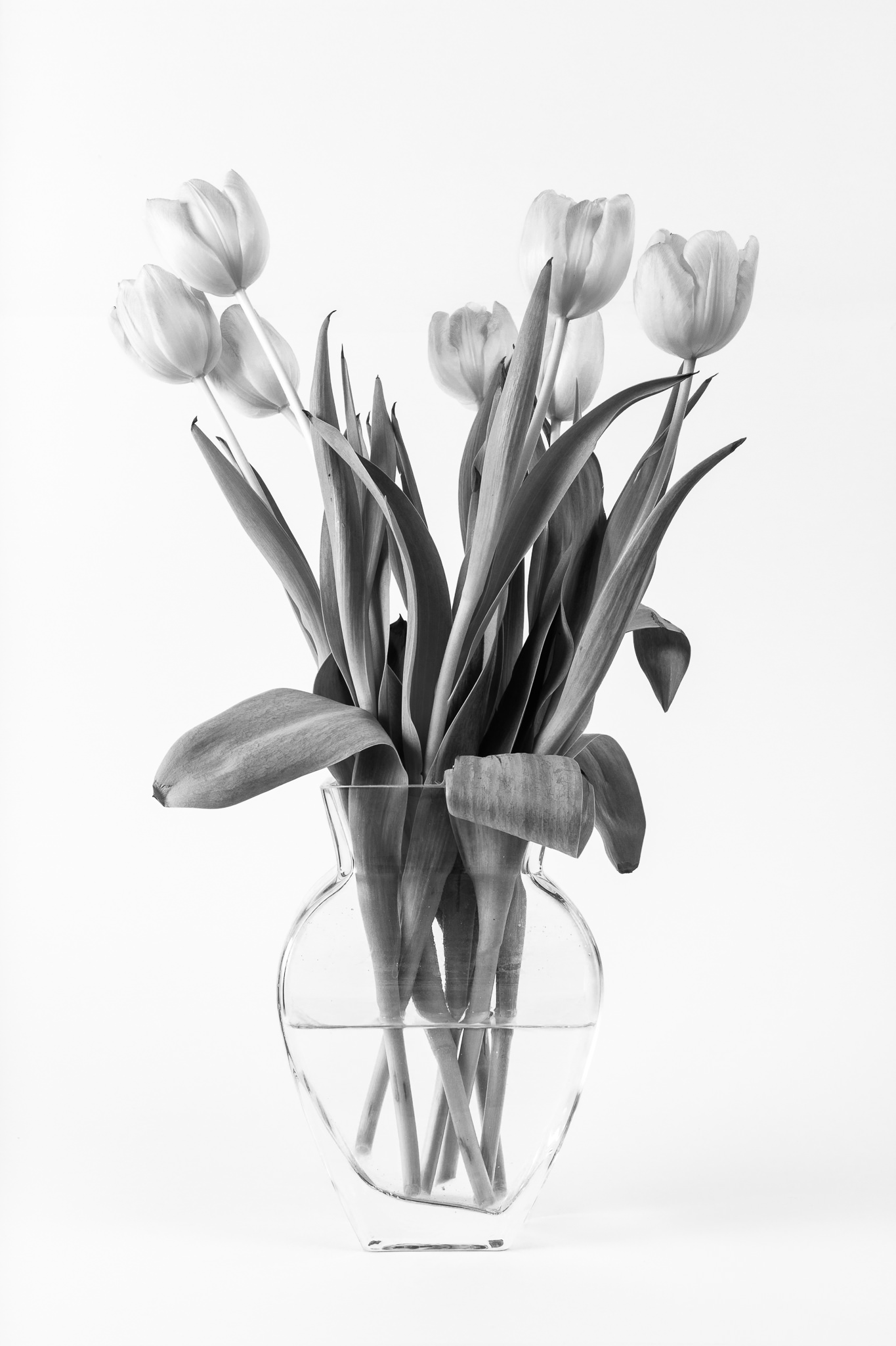 Szare tulipany