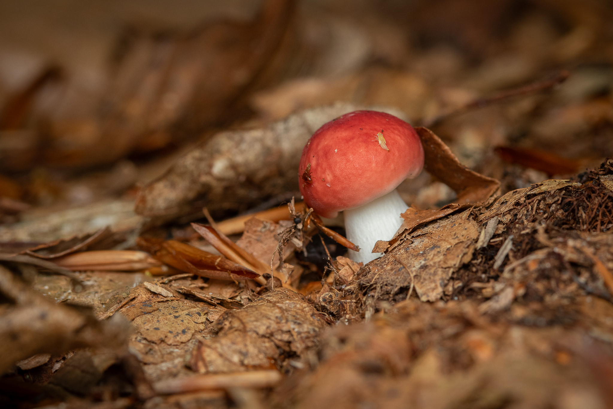 Gołąbek wymiotny Russula emetica