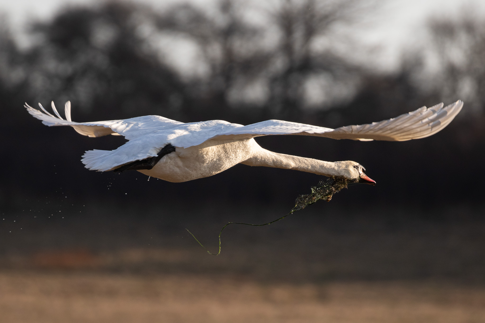Łabędź Niemy Cygnus olor