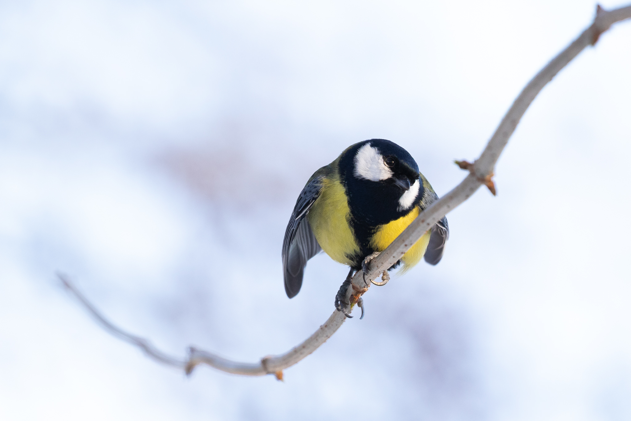 Bogatka Parus major
