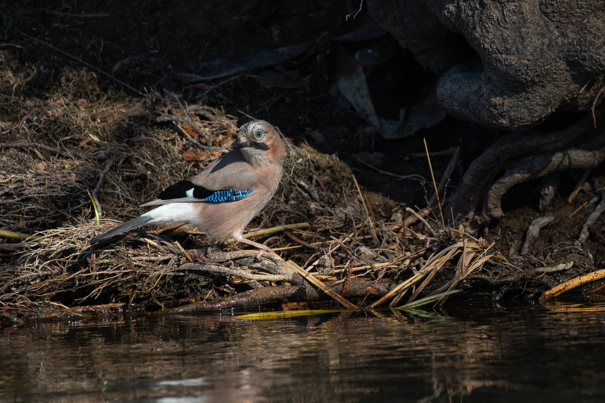 Sójka Garrulus glandarius