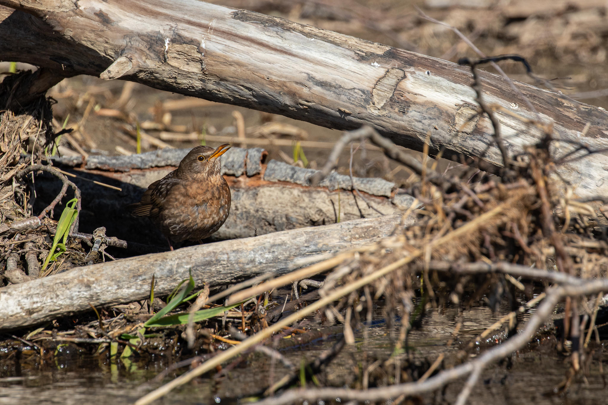 Kos (samica) - Turdus merula