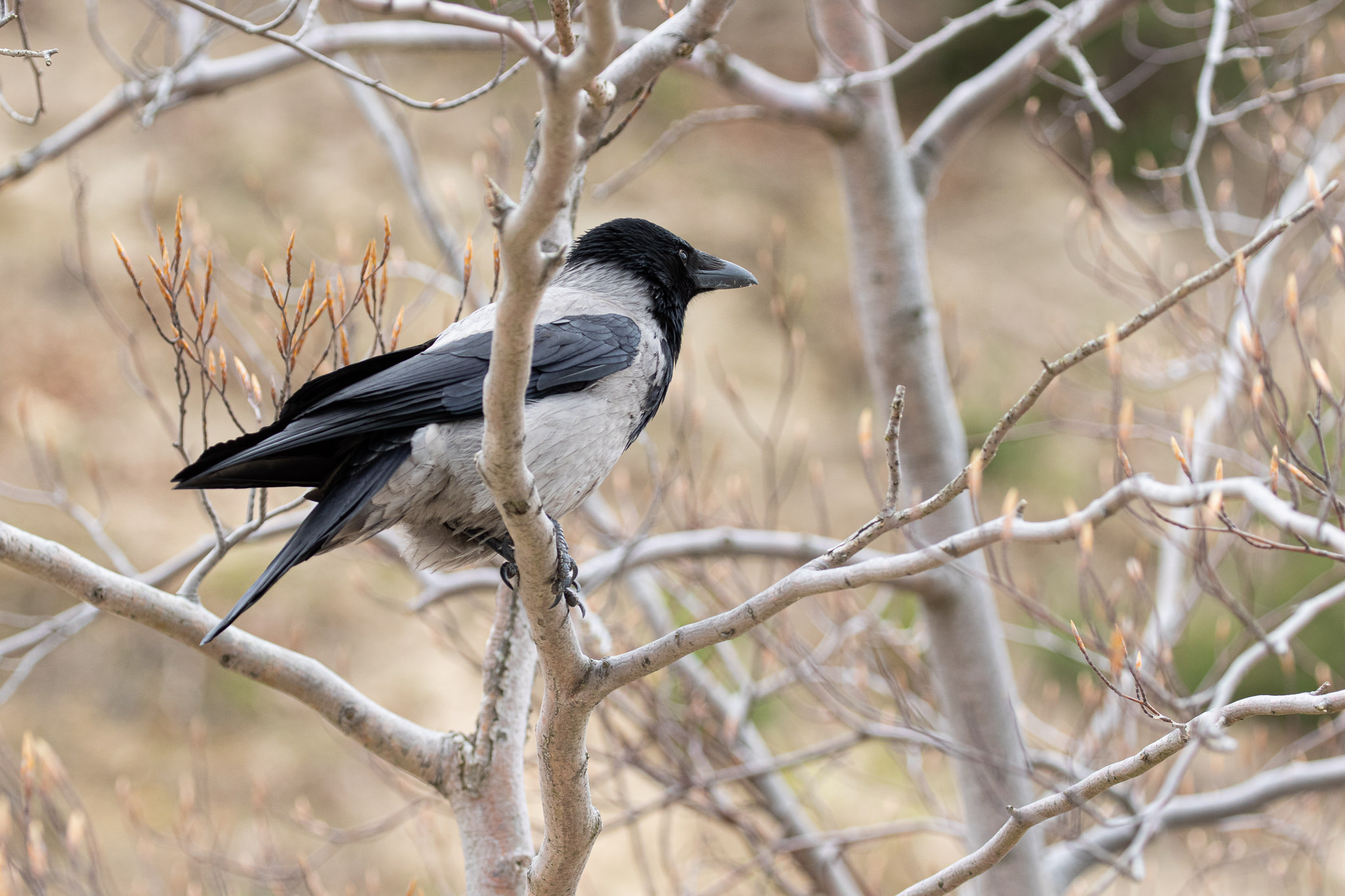 Wrona Siwa Corvus cornix