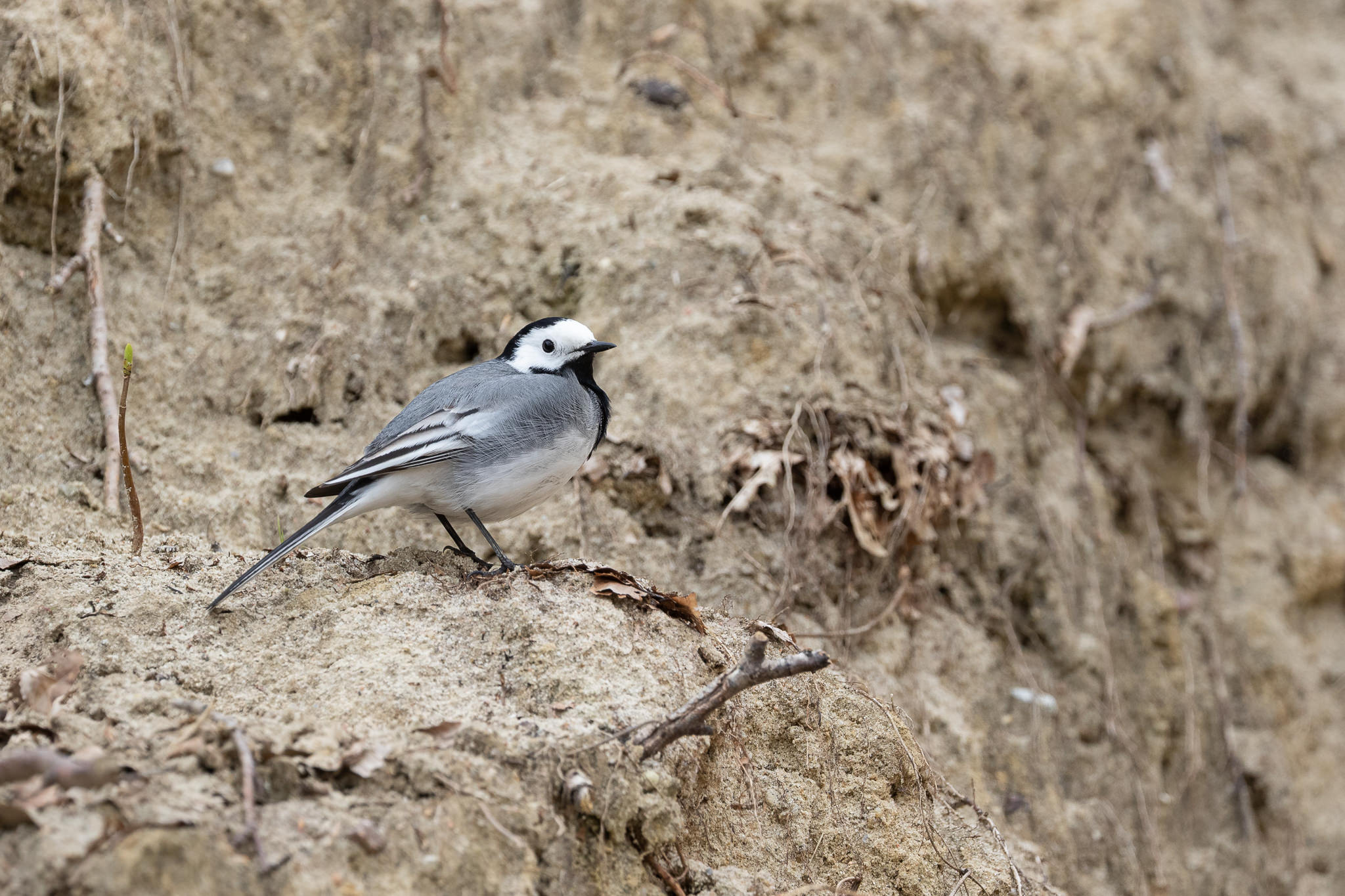 Pliszka Siwa Motacilla Alba