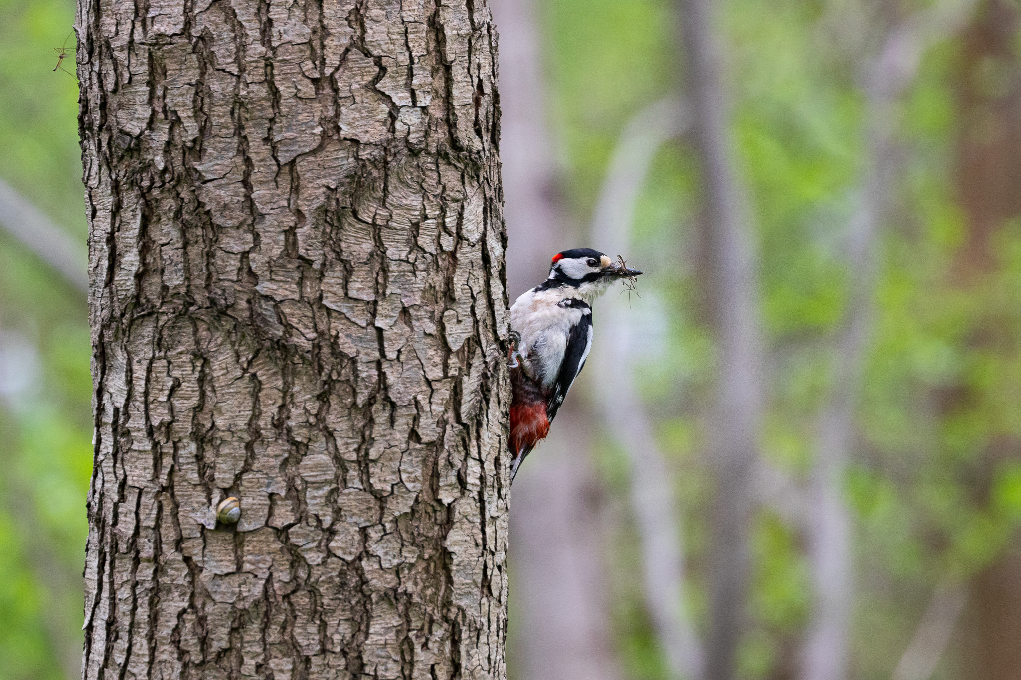 Dzięcioł duży (samiec) Dendrocopos major