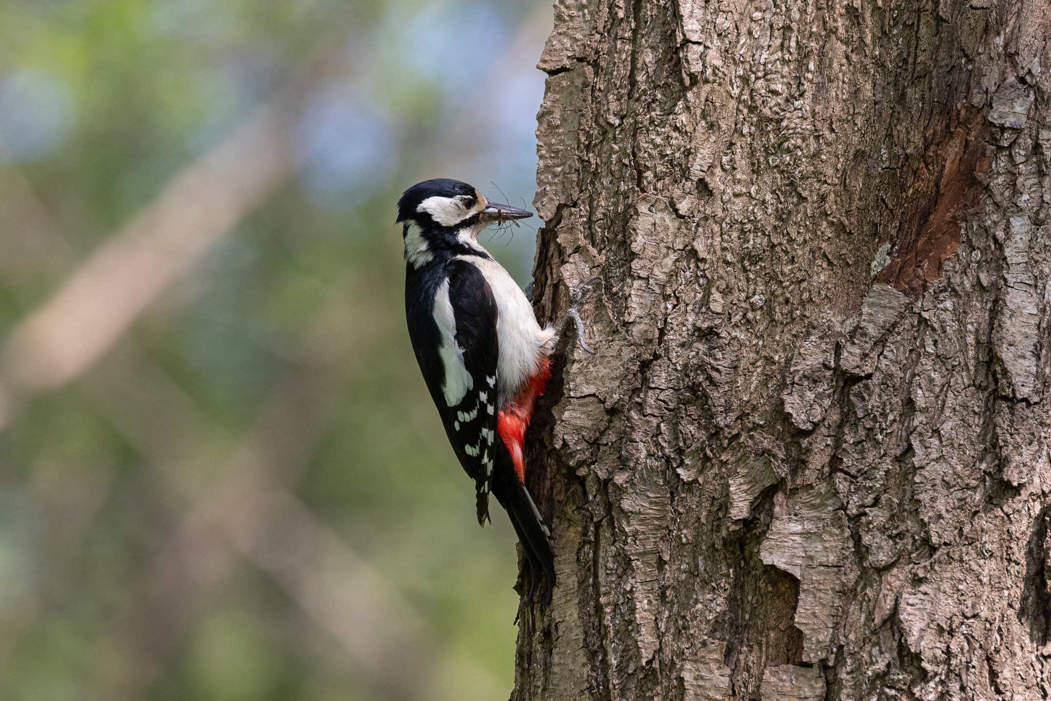 Dzięcioł duży (samica) Dendrocopos major