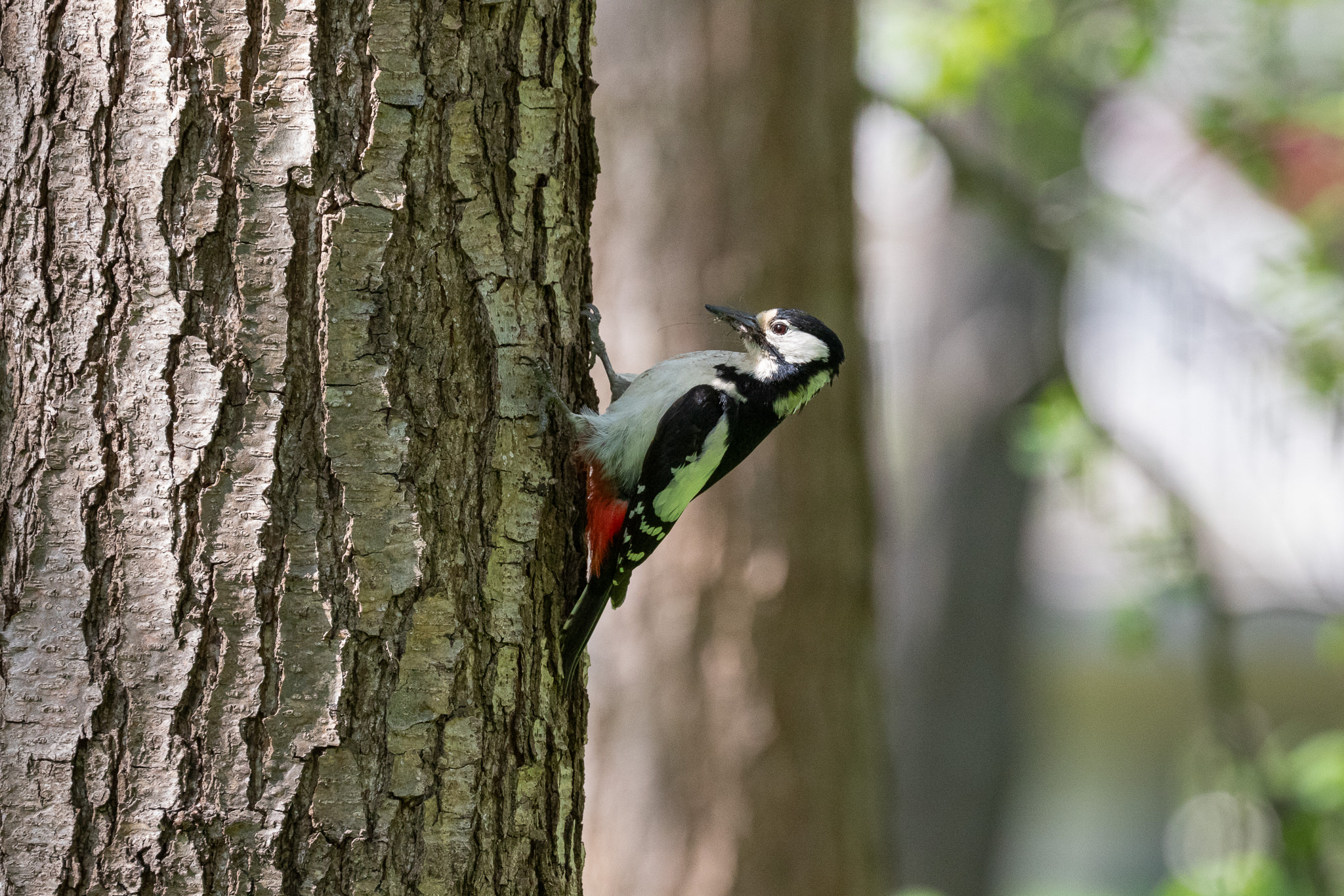 Dzięcioł duży (samica) Dendrocopos major