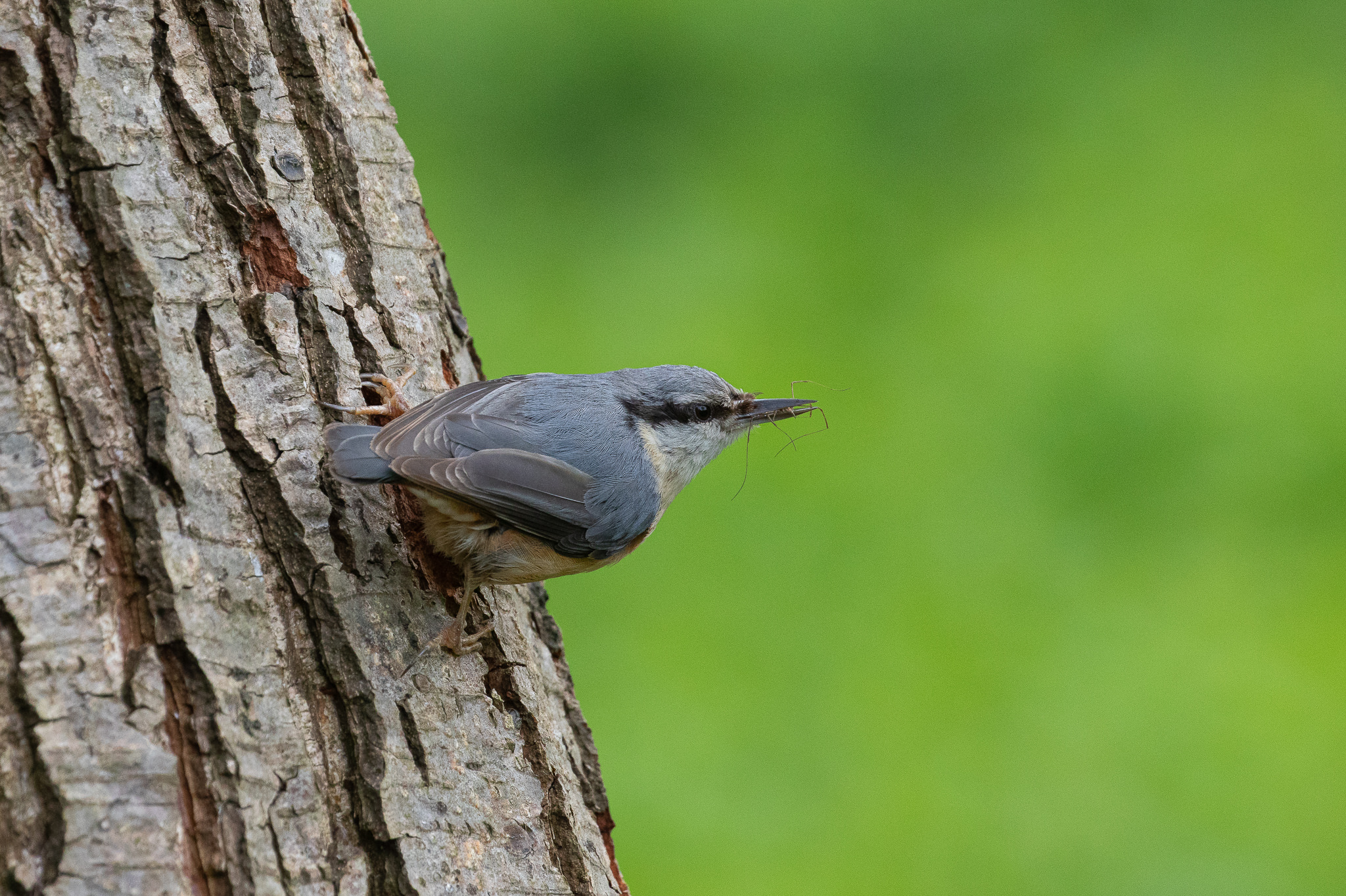 Kowalik Sitta europaea