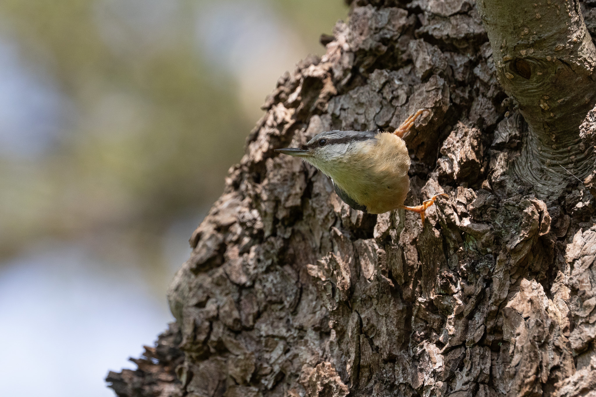 Kowalik Sitta europaea