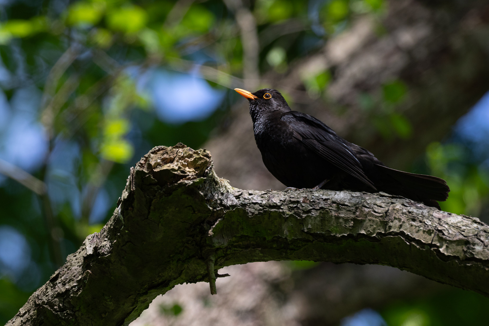 Kos Turdus merula