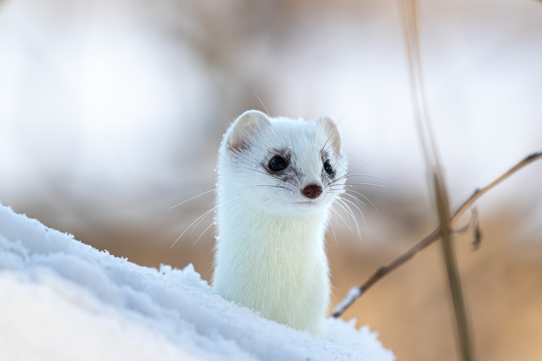 Łasica Mustela nivalis