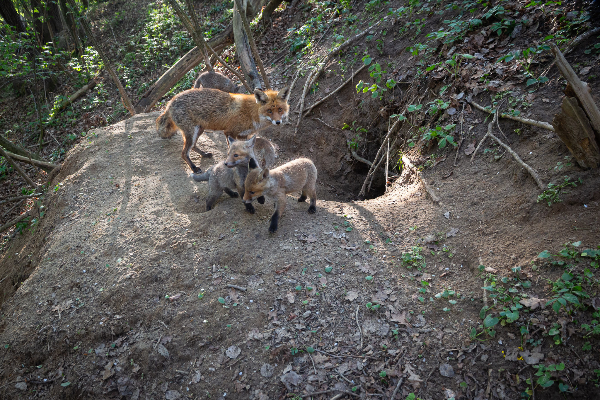 Lisy Vulpes vulpes