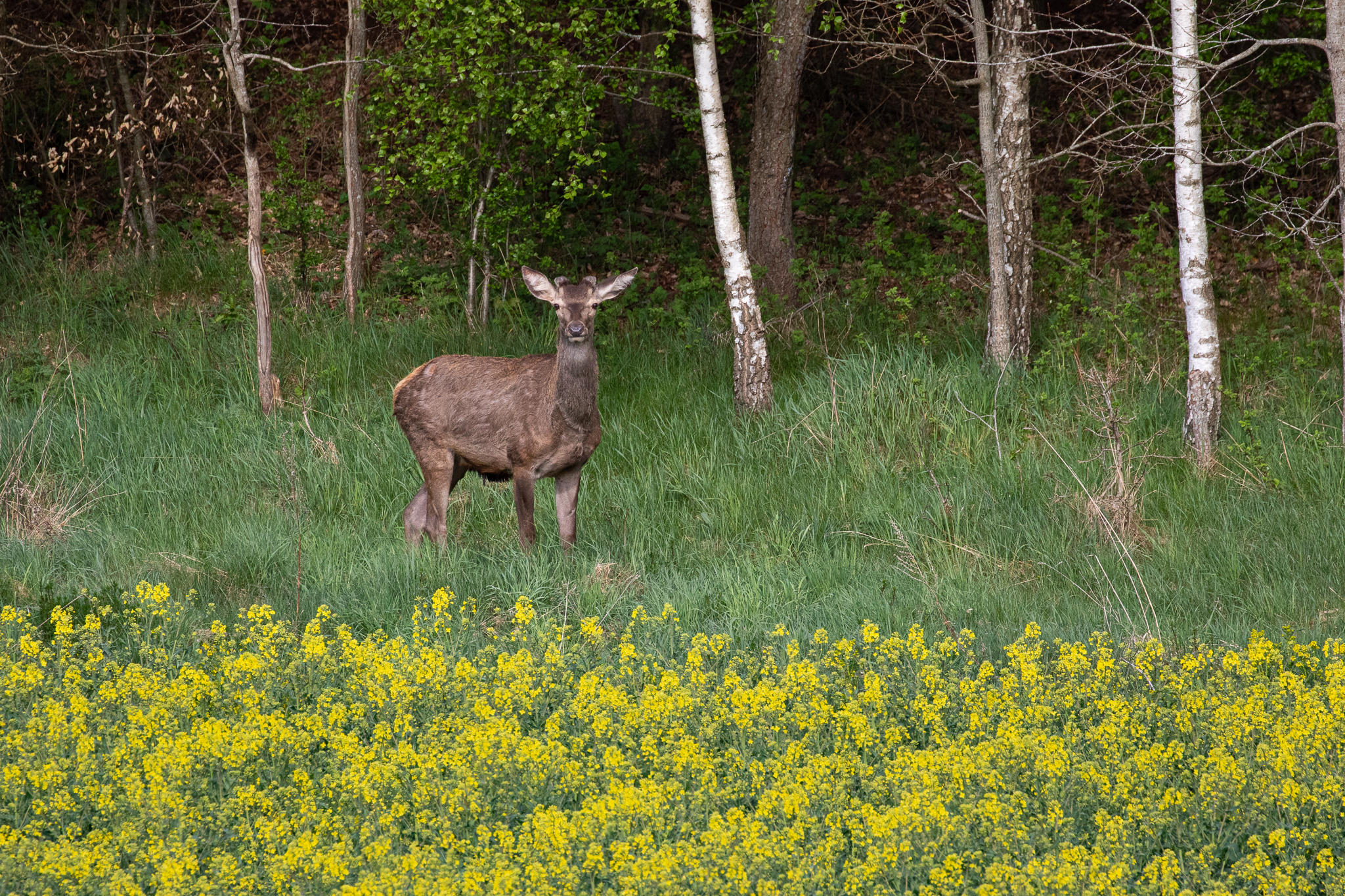 Jeleń Cervus elphus