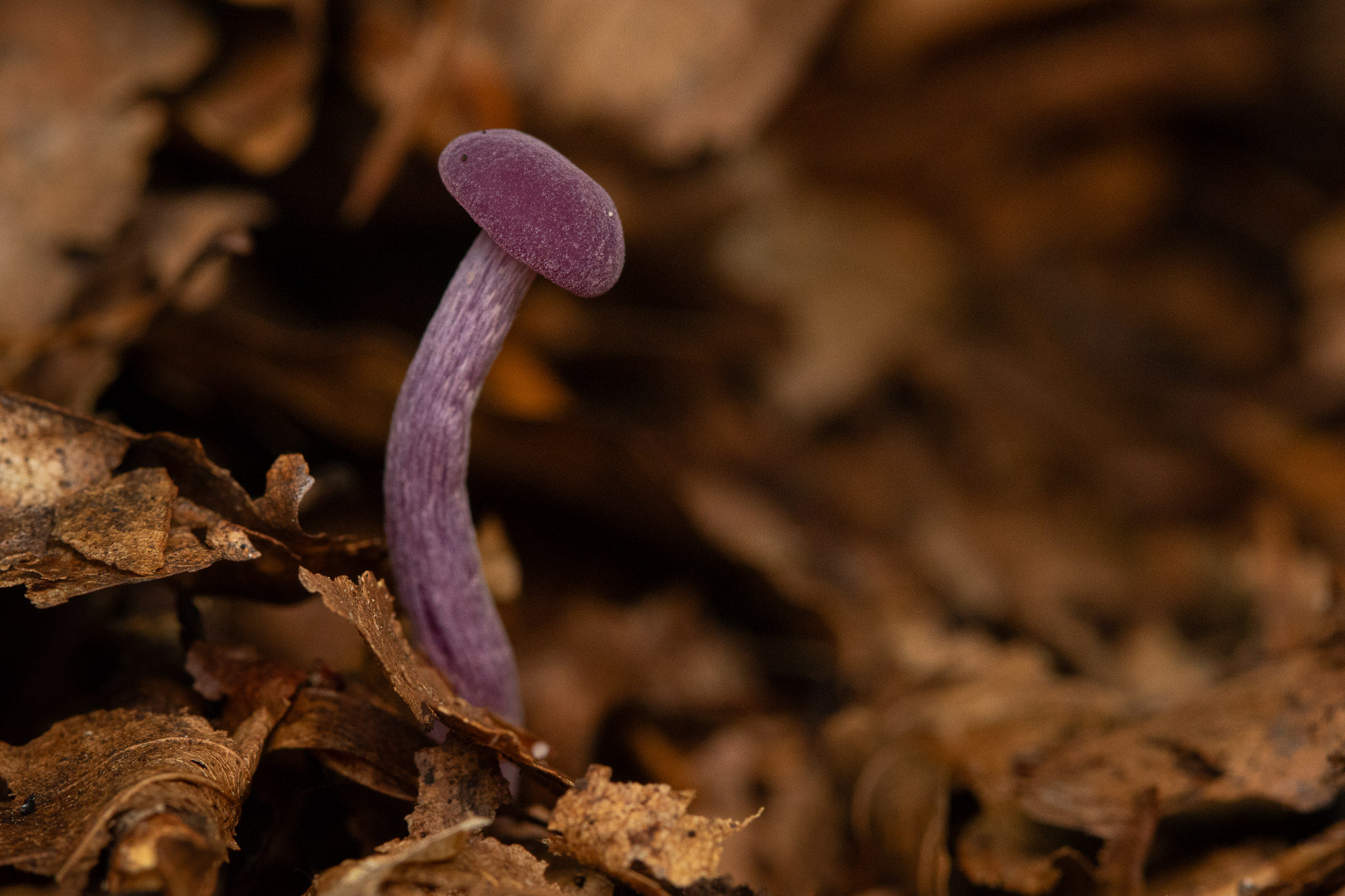 Lakówka ametystowa Laccaria amethystina
